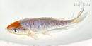 5.5" ARAGOKE OCHIBA SHIGURE