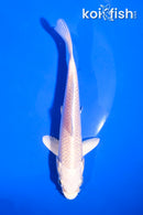5" PLATINUM OGON