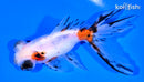 5.25" CALICO TELESCOPE GOLDFISH