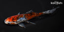 7" SHUBUKIN GOLDFISH