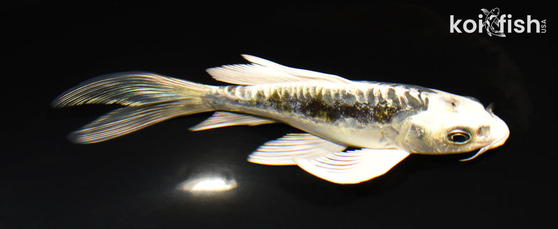 5.75" KIN KIKOKURYU BUTTERFLY