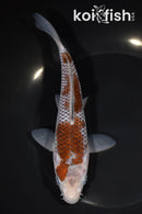 7.75" OCHIBA SHIGURE