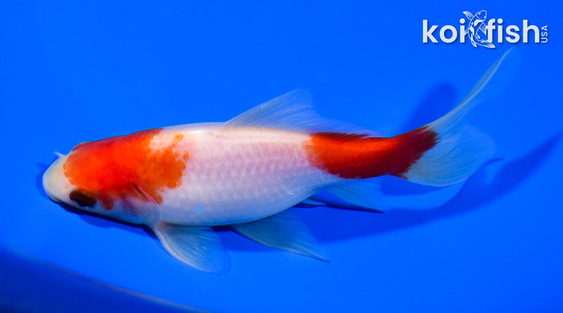 5.25" SARASA COMET GOLDFISH
