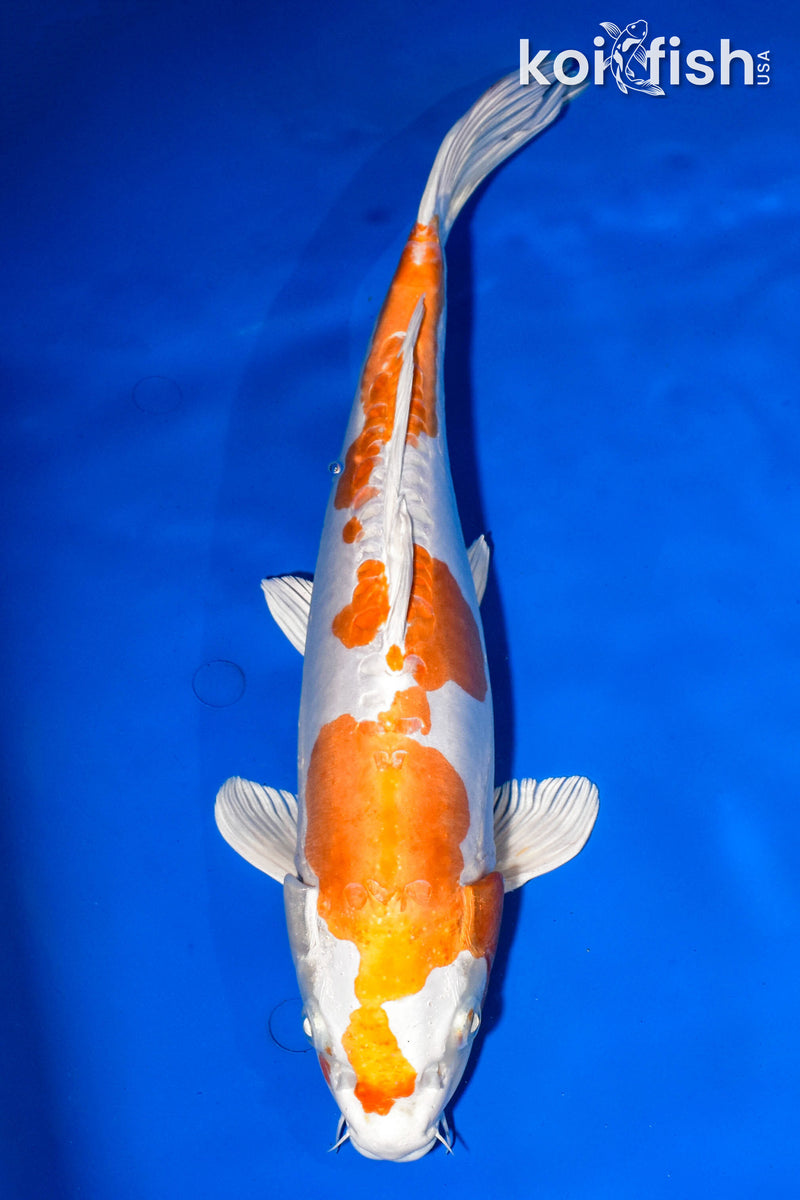 14.25" KIKUSUI