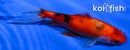 5.25" CALICO WAKIN GOLDFISH