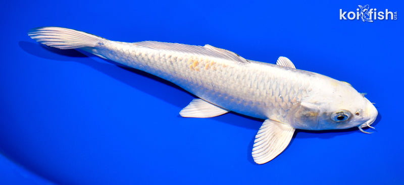 10.5" HARIWAKE
