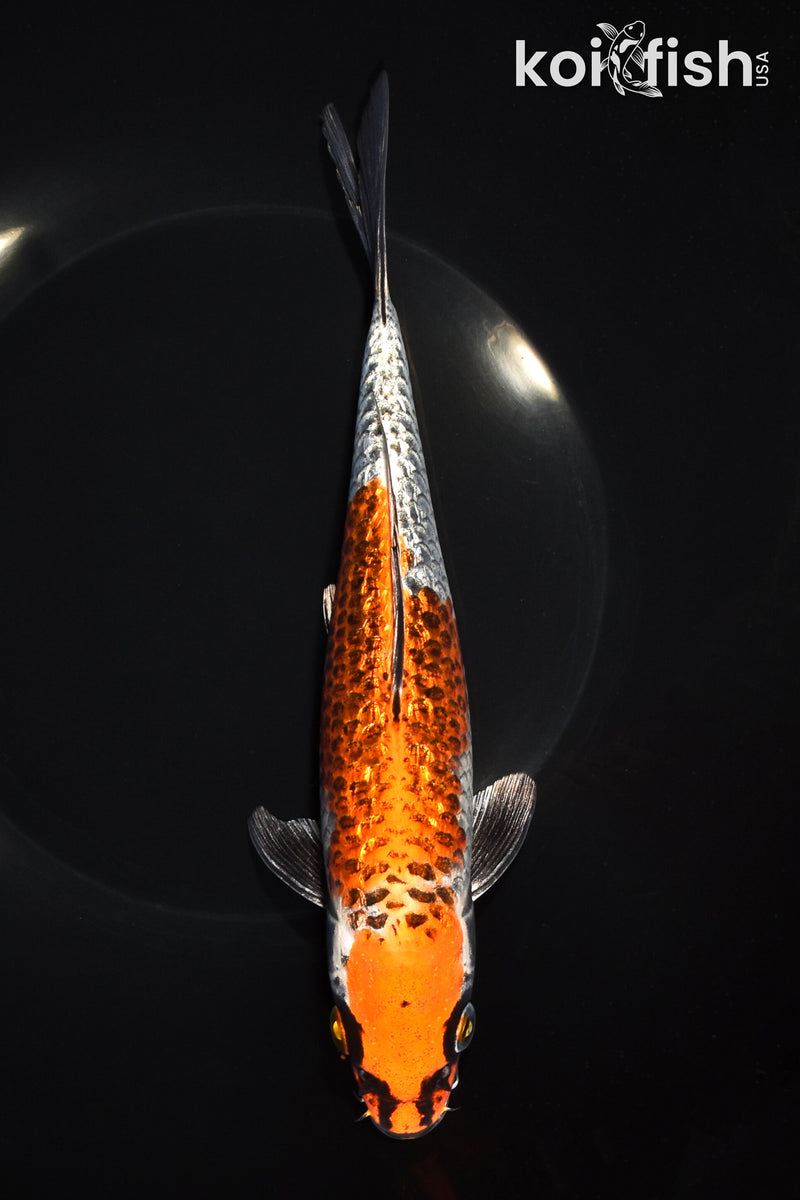 8.75" GINRIN BENI GINGA