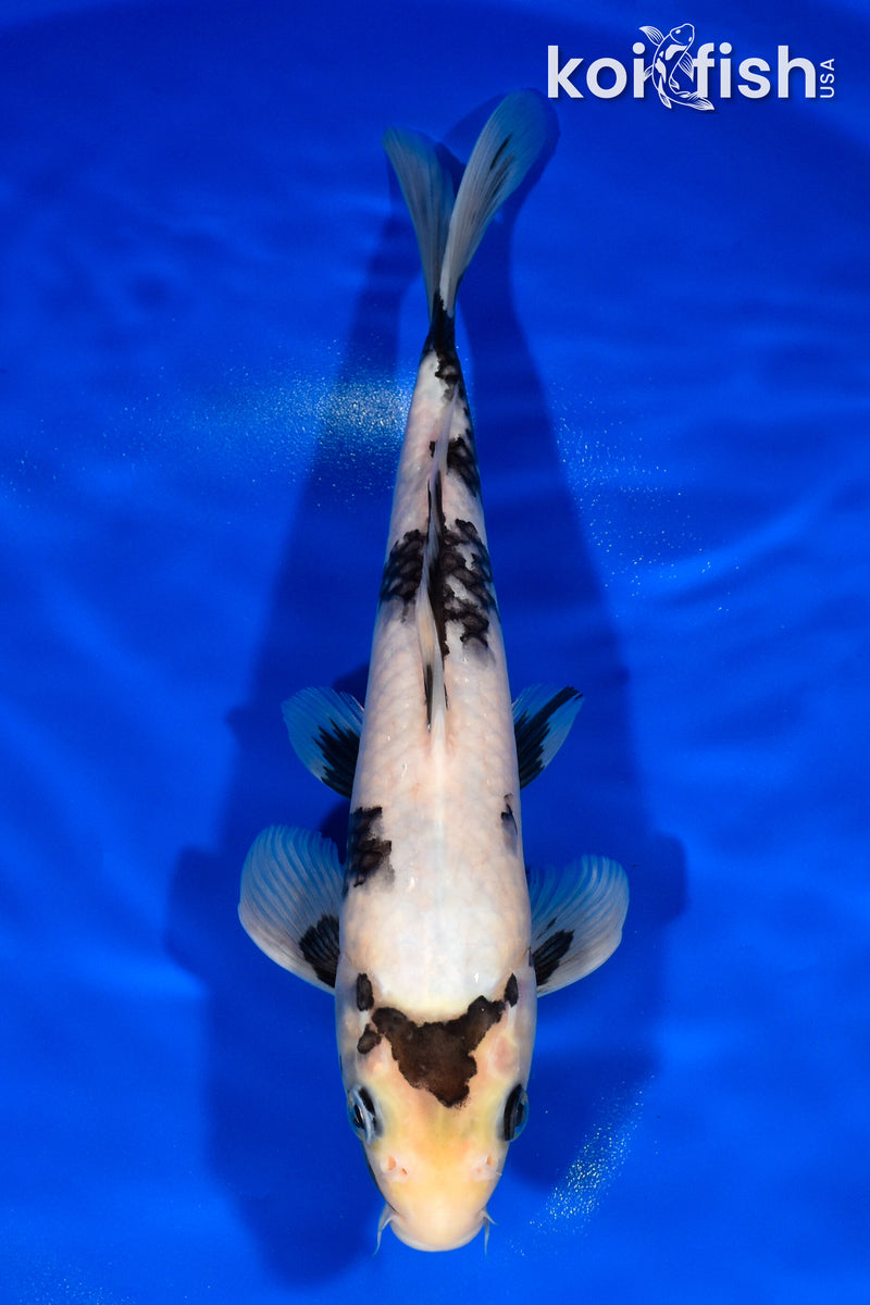 11" SHIRO UTSURI