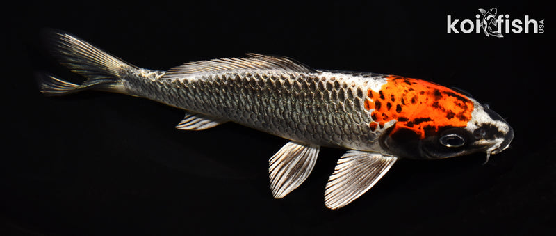 8.5" BENI GINGA