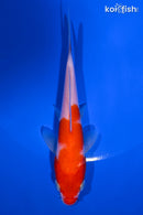 5.5" KOHAKU