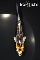 5" GINRIN ARAGOKE BENI KIKOKURYU