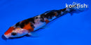 4" SANKE