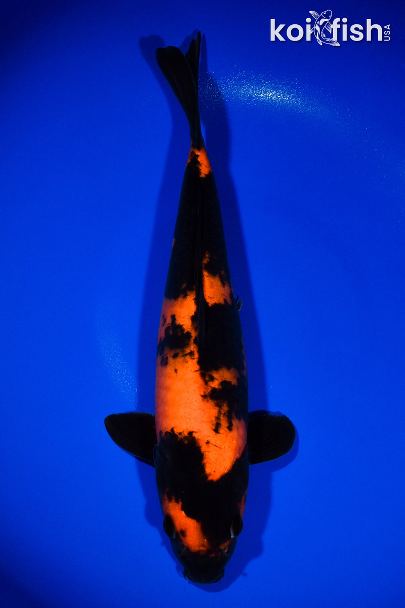 13.5" HI UTSURI