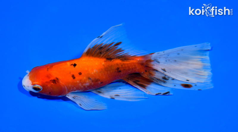 6.5" CALICO WATONAI GOLDFISH