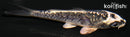 4.25" KIKOKURYU