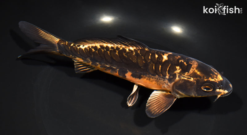 7.5" BENI KIKOKURYU