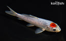 5.5" TANCHO GOSHIKI