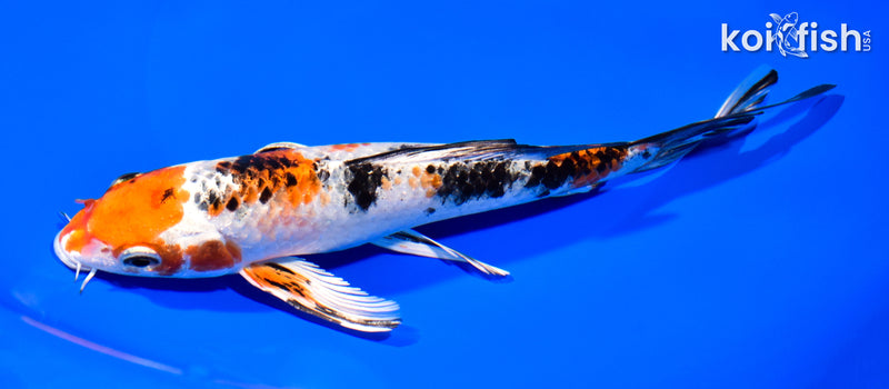 8" YAMATO NISHIKI BUTTERFLY