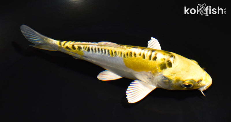 6.25" DOITSU KUJAKU