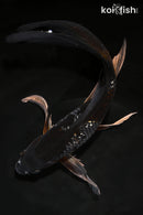9.75" GINRIN METALLIC OCHIBA SHIGURE BUTTERFLY