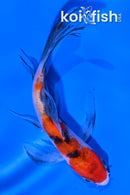 4" SANKE BUTTERFLY