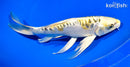 10.75" KIN KIKOKURYU BUTTERFLY