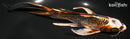 7.5" BENI GINGA BUTTERFLY