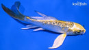 5.25" GINRIN KUJAKU BUTTERFLY