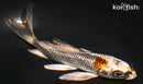 5.25" GINRIN BENI GINGA BUTTERFLY