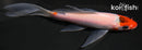 4.5" GOROMO BUTTERFLY