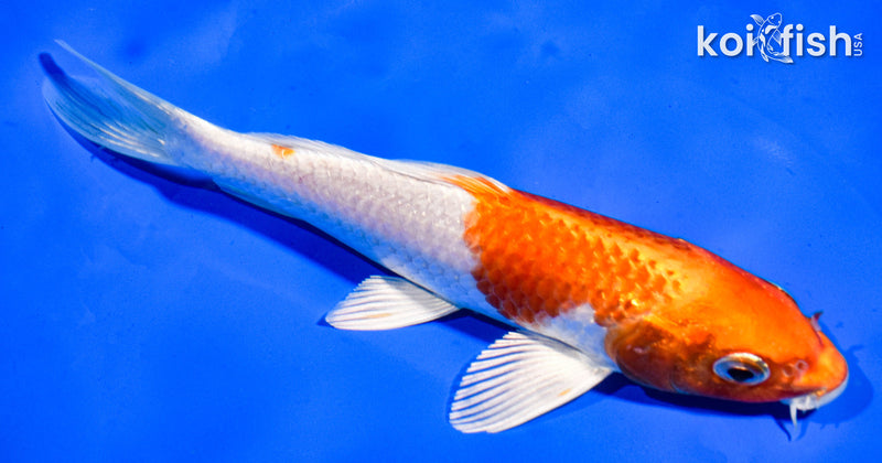 6.5" HARIWAKE