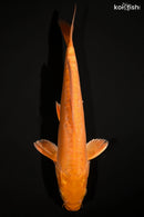 12.75" DOITSU METALLIC CHAGOI