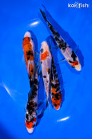 PACK OF (5) 4-5" SANKE KOI
