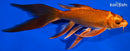 8" ORENJI MATSUBA BUTTERFLY