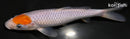 7.5" TANCHO OCHIBA SHIGURE