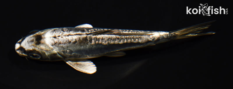 5" KIKOKURYU