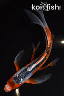 8.5" HI SHUSUI BUTTERFLY