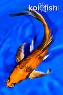 7" KIN HI UTSURI BUTTERFLY