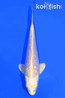 5.5" GINRIN YAMABUKI OGON
