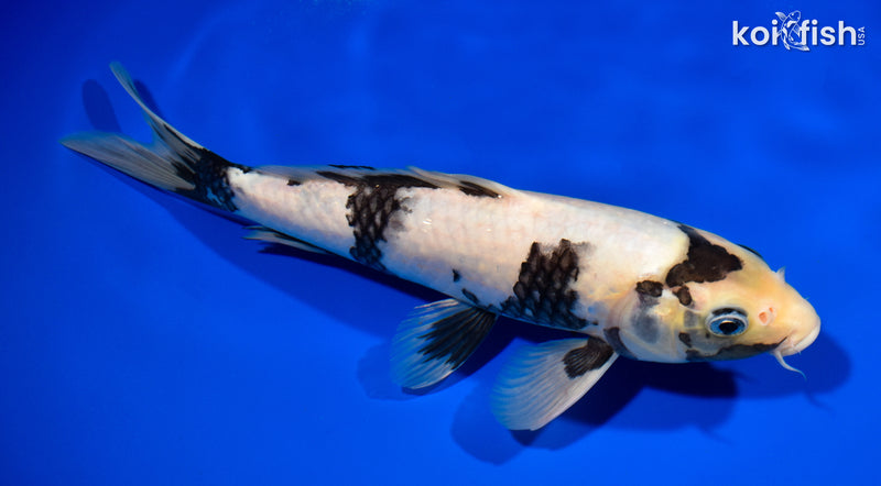 11" SHIRO UTSURI