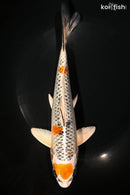 9" KUJAKU