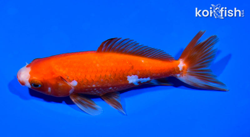5.75" WAKIN GOLDFISH