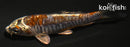 3.75" DOITSU METALLIC OCHIBA SHIGURE