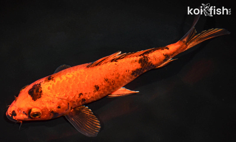 8.5" KIN HI UTSURI