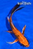 6.5" KIN HI UTSURI BUTTERFLY