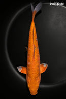 9.25" DOITSU METALLIC CHAGOI