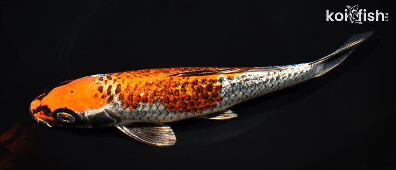 8.75" GINRIN BENI GINGA
