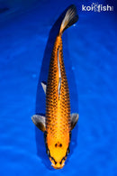 15.5" GINRIN KI MATSUBA