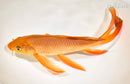 10" CHAGOI BUTTERFLY