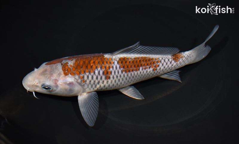 7.75" OCHIBA SHIGURE